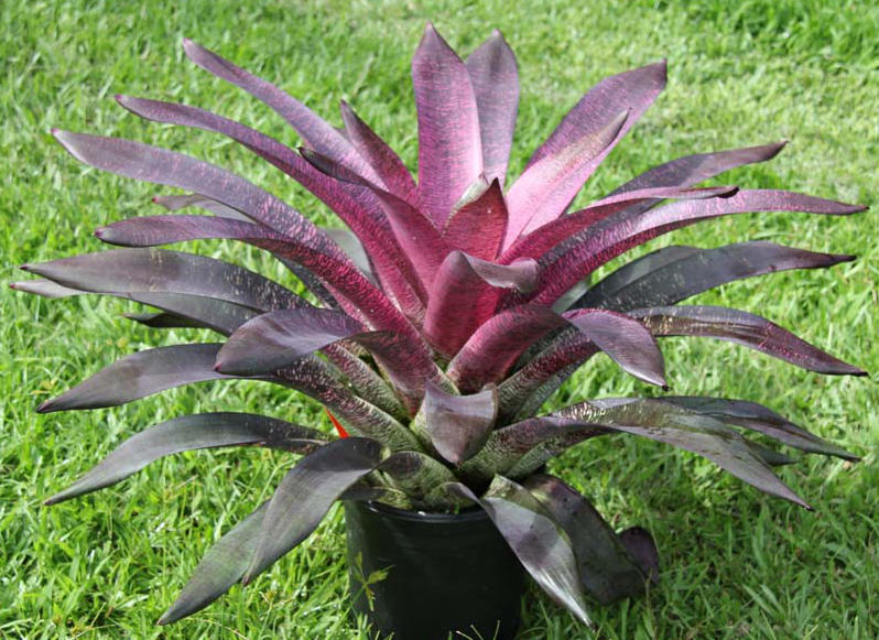 All Plants | Fantastic Gardens Hawaii